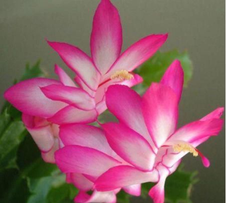 「媲美」居家养这几款花，开花媲美玫瑰，开花勤爱爆盆，满屋子都是花香