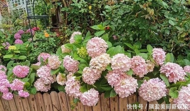  「平方」有了30平方的小院，能将日子过成了诗？简单而精致，优雅而从容！