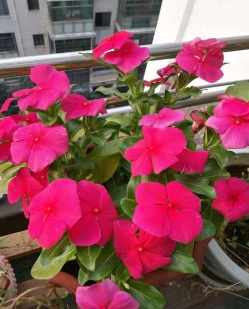  「呼呼」花期超长的6种花，颜色鲜艳又好养，天再冷也照样呼呼开！