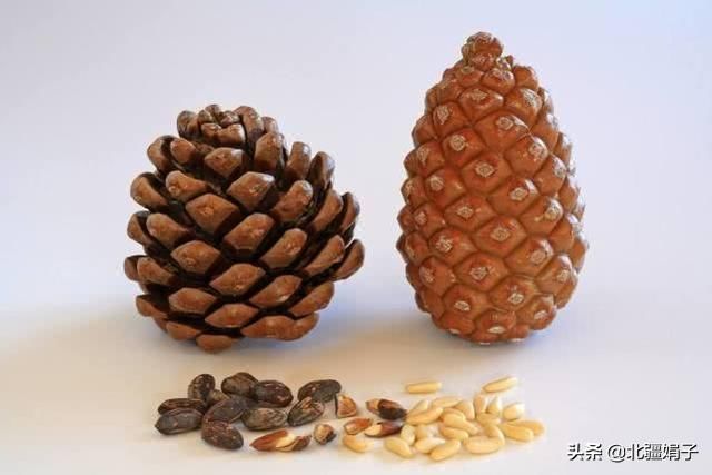 这东西以前遍地没人要，农民用它烧火，如今60一斤，大家抢着买