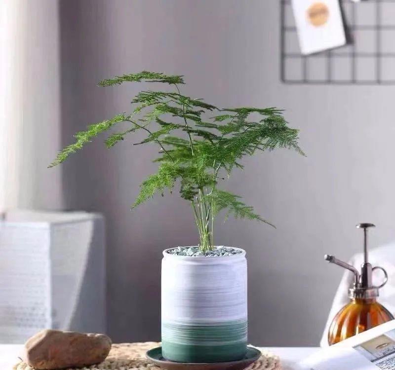  「喜欢疏松肥沃」八种不爱晒太阳的花，一晒就发蔫！