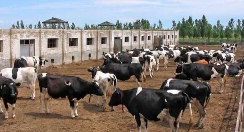  养牛■“猪价跌，鸡蛋贱”，想搞养殖，养牛怎么样