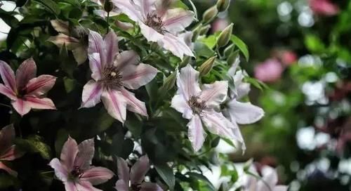  花草：别嫌阳台小，种点花草，感觉真好！