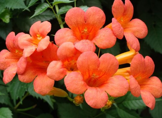 「长春花」这些花花型独特,植株生长旺盛,室内盆栽欣赏价值高