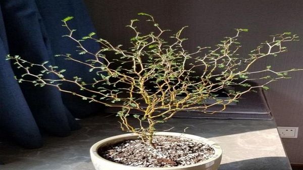  花叶络石：胭脂云叶子美得像油画,养好了就像艺术品,每一盆都是高颜值