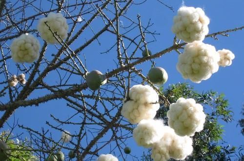  「看过」美丽异木棉的花朵见得多了，可你看过它的果实么？