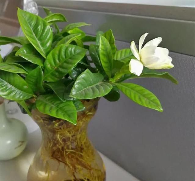  「栀子花」花盆里撒一把它,不管多难养的花,不烂根不黄叶,花开得更久
