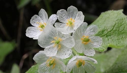  【盘点】盘点自然界中纯洁干净的白色花卉，洁白无瑕，有些还芳香四溢！