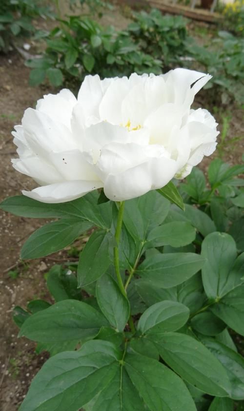  「牡丹」喜欢芍药，首选“芍药珍品”白玉盘，与牡丹媲美，素雅高洁！