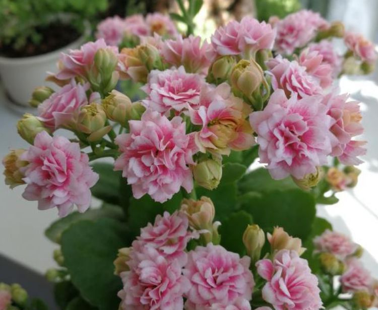  『长寿花』阳台最适养这5种花,好养又省心,阳台变花海,天天有花赏!