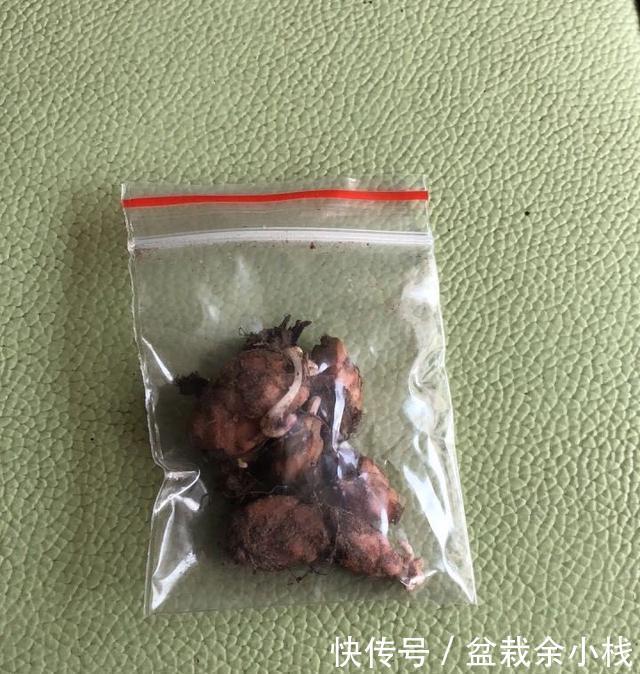 「开花更多」阳台养酢浆草,用此方法,1个种球长爆盆,花色美,满满都是花