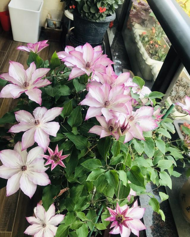 美轮美奂:四款艳美的花卉,花大色艳花期长,盛开时繁花似锦,花色美轮美奂