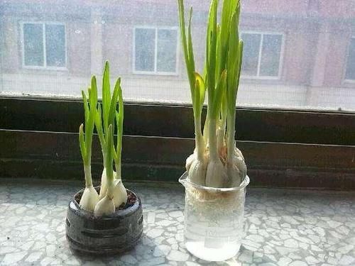  『花盆』几颗大蒜扔进花盆，做成创意十足，好吃美味的蒜苗盆栽