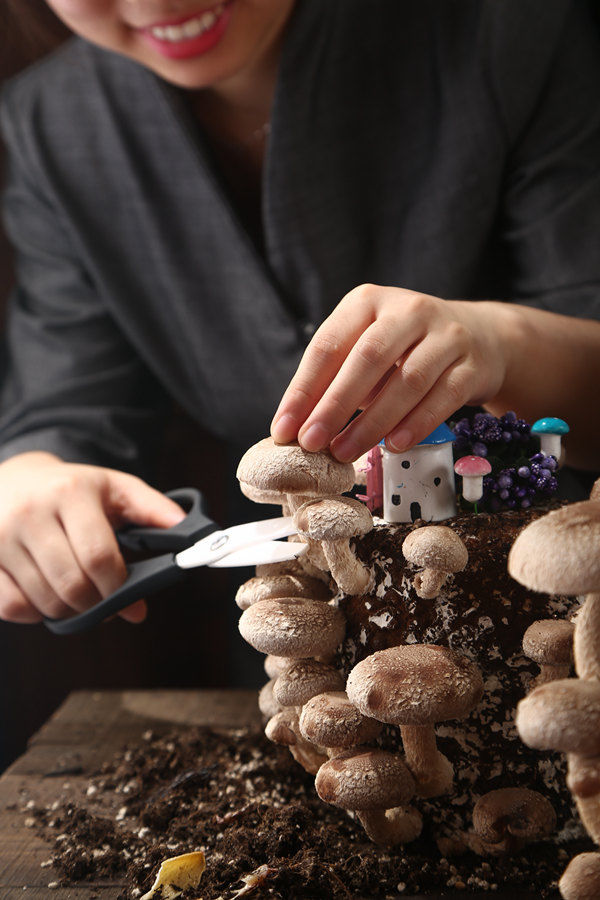 用爱传递好味道 这家明星都爱的猪肚鸡火爆群光