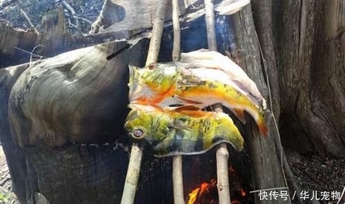  拼命■以美丽凶悍著称的孔雀鲈，遇见鱼饵拼命追，想钓点别的鱼都困难