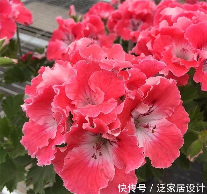 每种■110种天竺葵,每种都超美,看看你认识多少种?