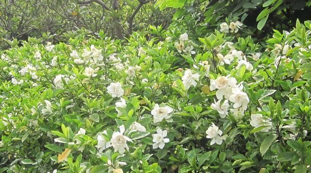 【栀子花】养“栀子花”,注意1个小细节,不黄叶、不掉苞,油绿茂盛开花多