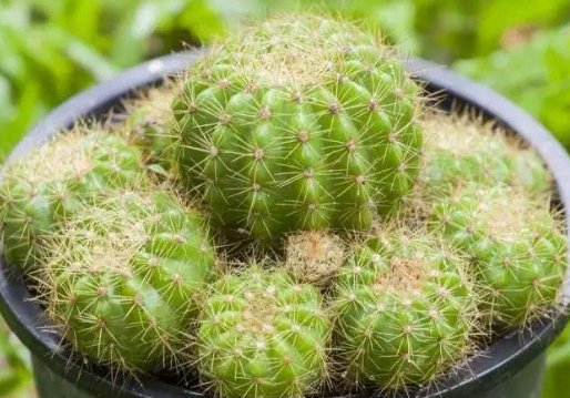  『上美』懂花的人都选5种花，漂亮又皮实，放在阳台上美如花海，绚丽多彩