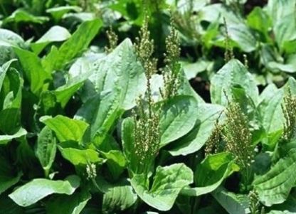  野草：农村一种降火的神奇野草，种植一亩收入2万元，你小时候见