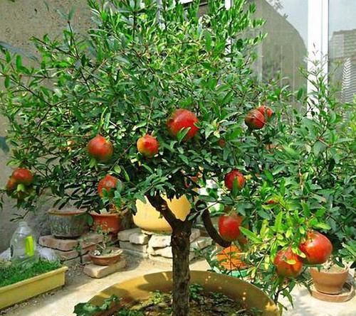  『吃不完』这3种水果，吃完“核”别扔，养成盆栽，来年果子吃不完！