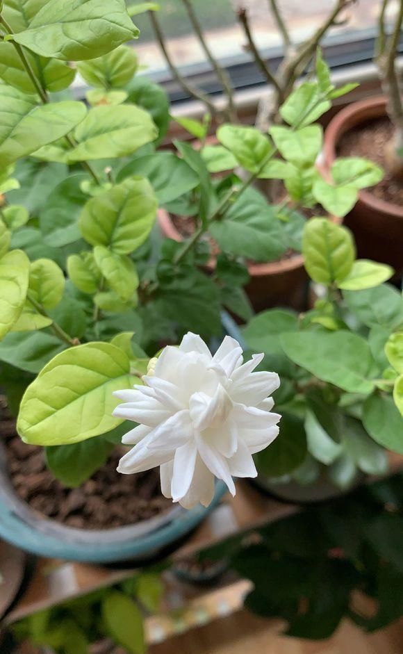  『花芽分化』石竹花养护技巧，放在阳台上，花芽分化极强，开满盆很轻松