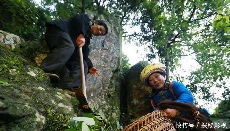 山上这种野生物，以前农民不重视，如今珍贵成稀罕，所含价值好高