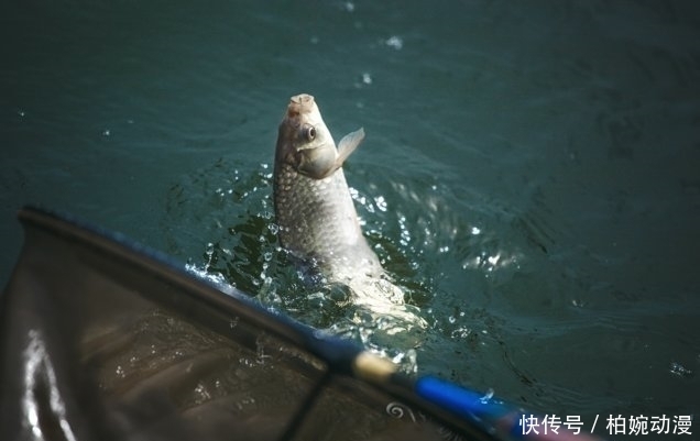 钓法|双钩钓法中,上钩中鱼和下钩中鱼的区别有哪些?是灵、还是顿?