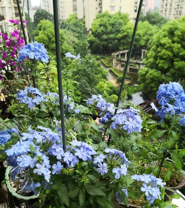  【一大】养蓝雪不开花，剪完使劲晒，呼呼开出一大簇花