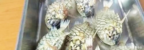 属实■世界上钻石级硬度的鱼,刀崩了鱼都没事?属实硬!
