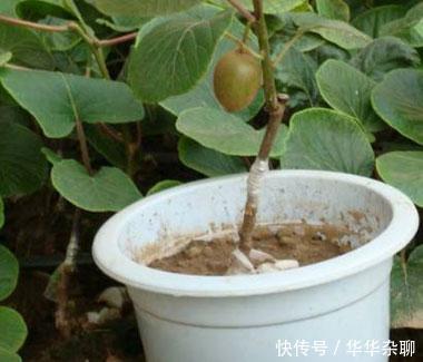 老花匠偷偷教你:如何用盆栽种上一棵猕猴桃果
