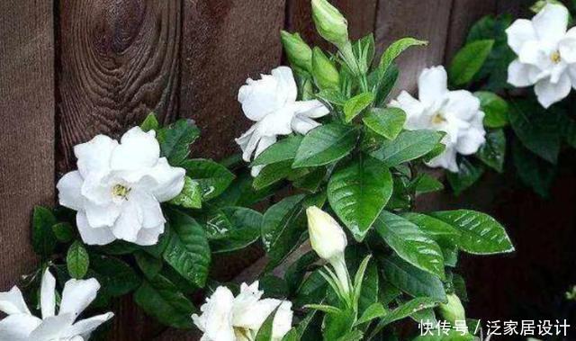  #养得好#新手养栀子花，最好用“此方法”养，叶子油绿不发黄，花开满盆