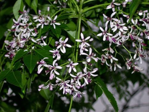  枣子■小时候在农村很常见的楝树，用处很多，为什么现在越来越