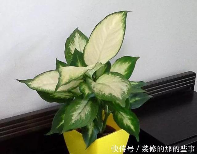  「阳光」这5种叶子花，命贱好养，没阳光也能长好！叶子比花好看