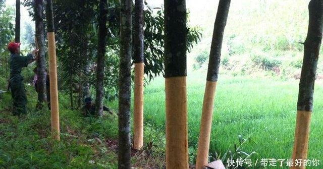 农民种树却只卖皮，每年产值二十多万