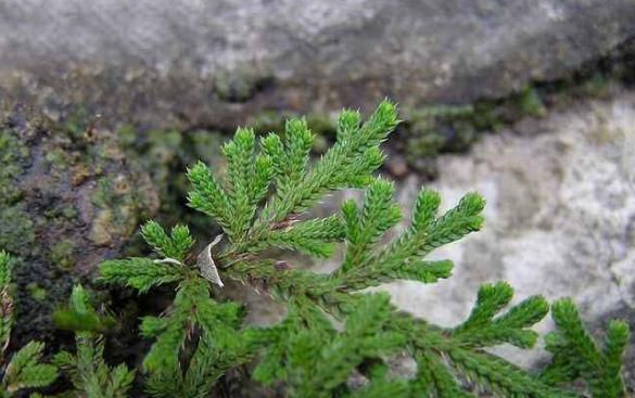  「几十块」这种“植物”农村山上非常多，城里卖几十块，三个月