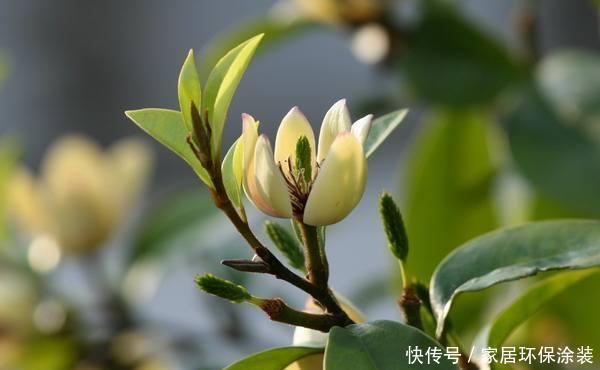  家里|这花只开一半花，香味却能飘老远，养在家里闻花香