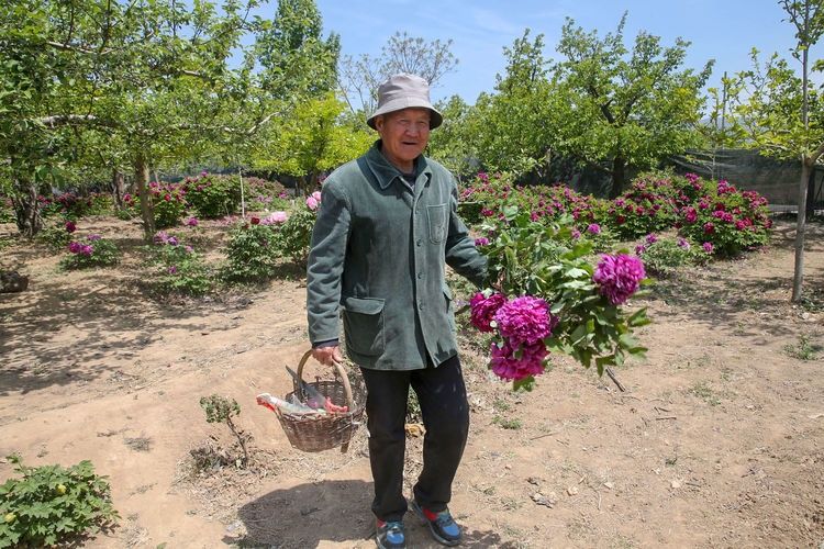 『欣赏牡丹花』71岁农民耗时40年家门口建牡丹园,1株镇园之宝10万不卖,啥样子