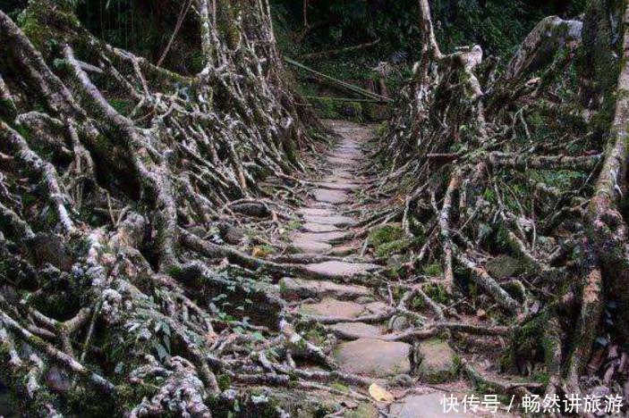 印度人用树“修”了一座桥，不用水泥钢筋，过了200年越来越安全