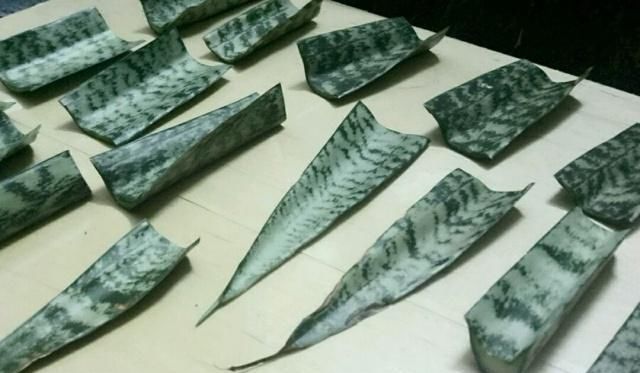  「砍头」砍头下来的虎皮兰扦插生根过程，虎皮兰扦插繁殖不腐烂易生根要点