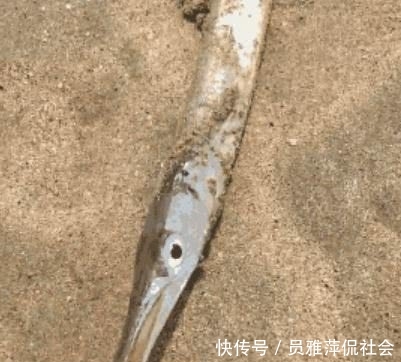 男子海边游玩，发现沙子里有个鸟嘴，拔出来后男子不淡定了
