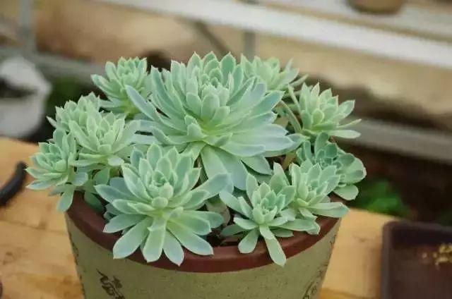  『花房』你在梦想有一个花房的时候，别人家的姑娘已经用一亩地实现了