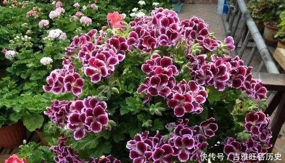  『旺盛』天气越冷，2种花开得越旺盛，放在窗台“开爆盆”，谁见都说好