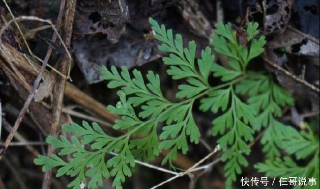  解毒药|农村一种植物，被称为“万能解毒药“，遍地随处可见却无
