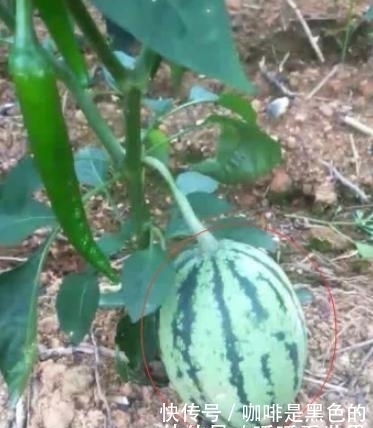 大爷突发奇想,将西瓜嫁接,两个月后长出果实网友：是甜还是辣！