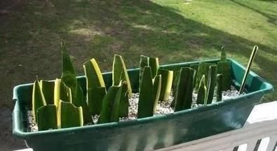  「轻松」虎皮兰繁殖方法，一个劈八瓣，一个剪八段，轻松养了一大片