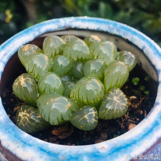  「图片作者」10种花，春天不能晒，躲屋里最安全！