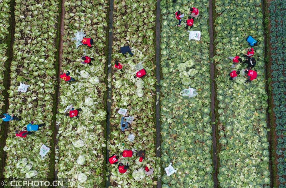  「衡阳」湖南衡阳：蔬菜赠鄂助战疫