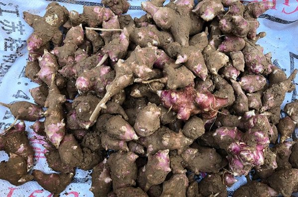  菊芋@菊芋被称为“21世纪人畜共用作物”，农民把它当野花，如今