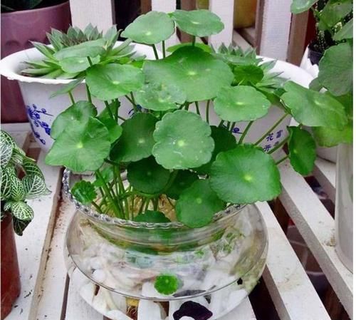  阿司匹林@养铜钱草，一个“小药片”用下去，叶不黄，“钱”又多！