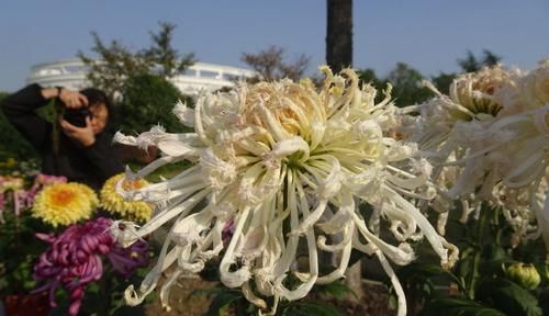 『美极了』这款菊花,在菊花排名里数一数二,花团锦簇,婀娜多姿,美极了